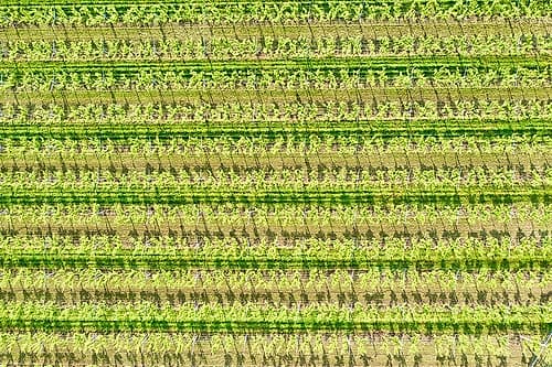 Italy-Valpolicella vineyards Art Print